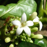 Morinda citrifolia L.